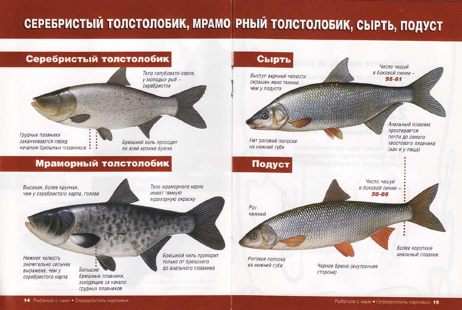 Красная рыба какие виды. Виды рыб. Семейство карповых. Рыба из семейства карповых. Семейство карповых рыб список.