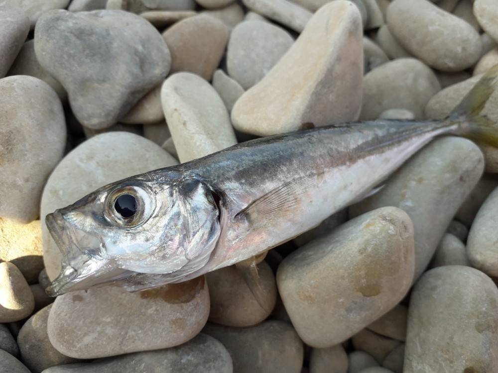Рыба ставрида - полезные свойства и рецепты приготовления