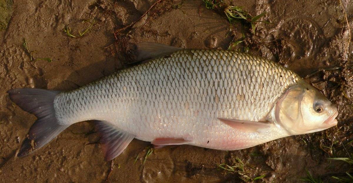 Рыба язь: подробное описание, повадки и фото отличий от других рыб
