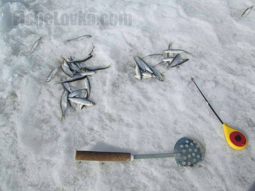 Ловля уклейки зимой: по первому льду, как ловить на зимнюю мормышку, клев в декабре
