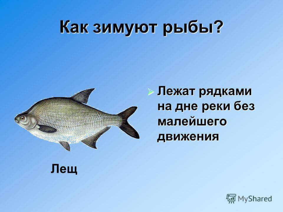 Как зимуют рыбы? описание, фото и видео