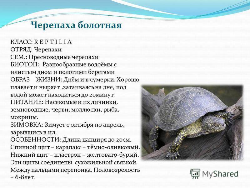 Признаки класса черепахи. Среднеазиатская Болотная черепаха. Пресмыкающиеся Болотная черепаха. Европейская Болотная черепаха описание. Европейская Болотная черепаха питается.