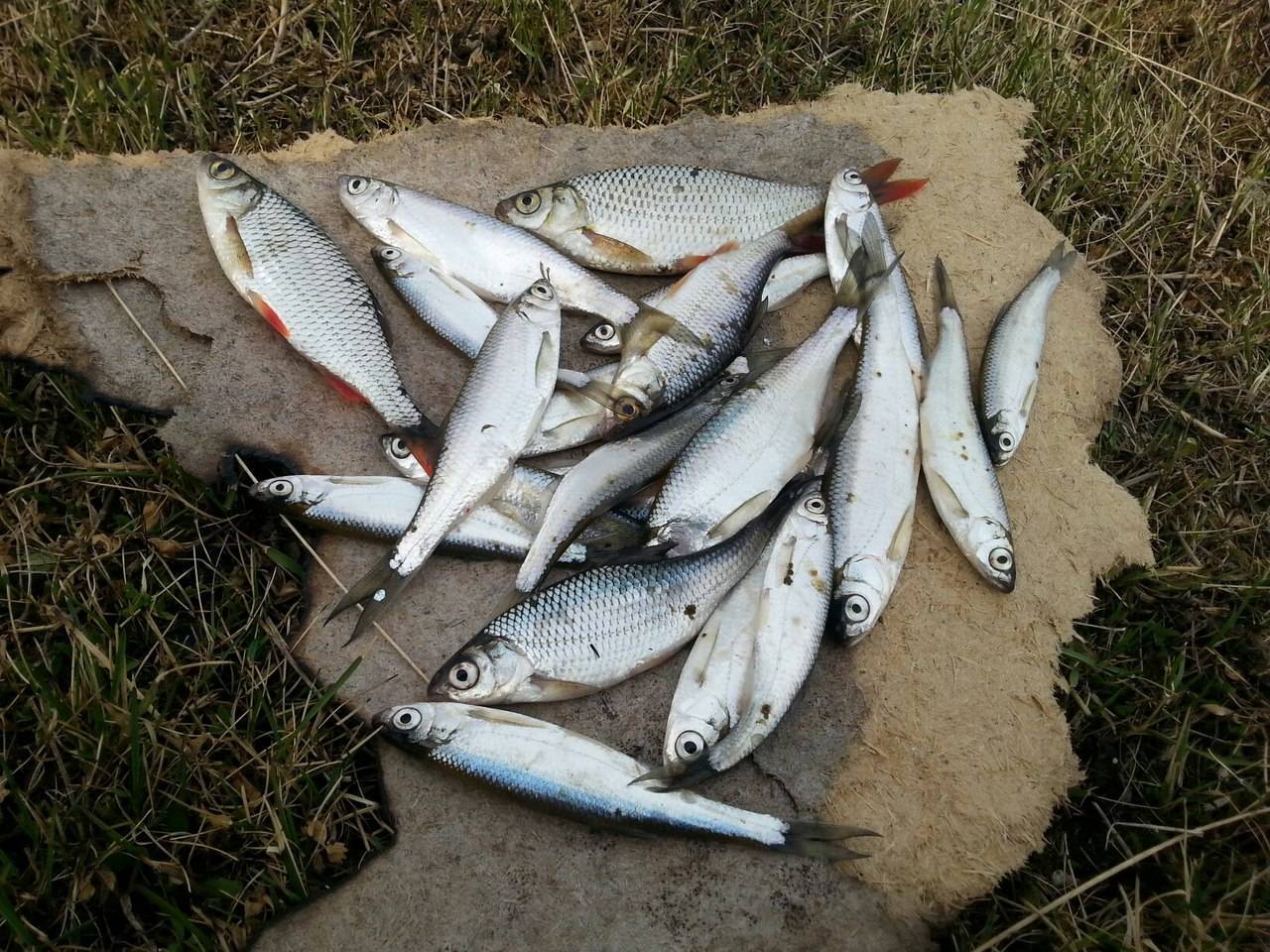 Рыбалка на речке Сура