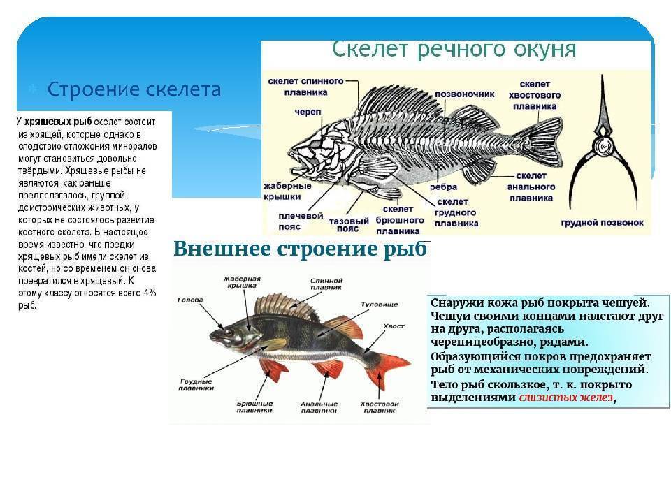 Сколько костей у рыбы