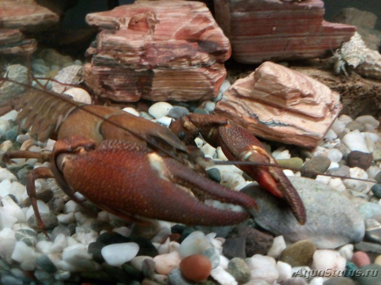 Американские цихлиды - виды, фото и описания рыб