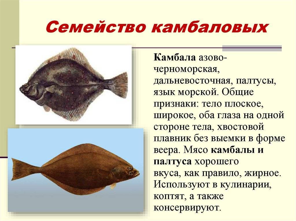 Морская камбала тип. Семейство камбаловых рыб. Камбала тюрбо Черноморская. Камбала Калкан тюрбо палтус. Характеристика семейства камбаловых.