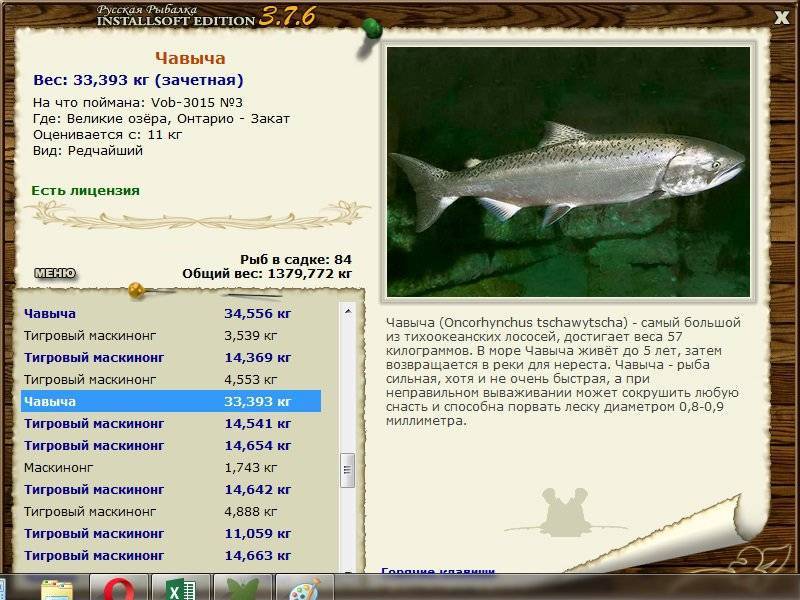 Рыба чавыча(королевский лосось) - описание, как, где и на что ловить