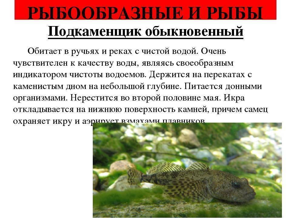 Подкаменщик обыкновенный