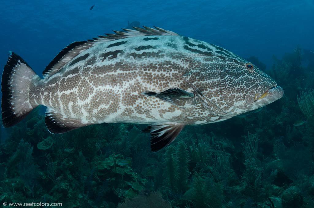 Каменный окунь групер (grouper): виды рыб и условия обитания