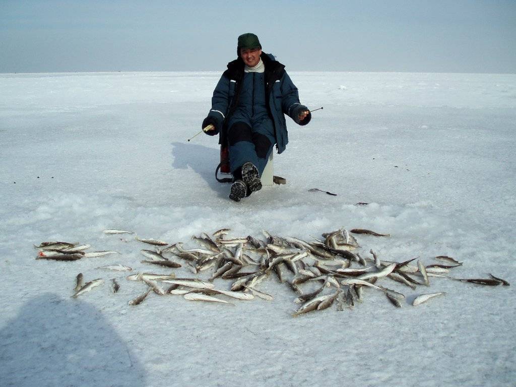 Навага ловля. Зимняя рыбалка в Приморье. Навага зимняя рыбалка. Рыбалка в Приморье на навагу зимняя. Ловля корюшки зимой на белом море.