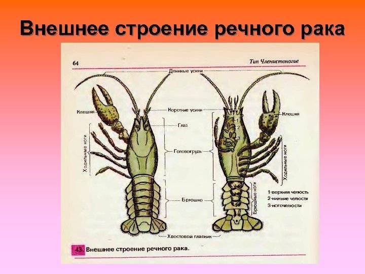 Силиконовые приманки для ловли судака: топ5, виды оснасток