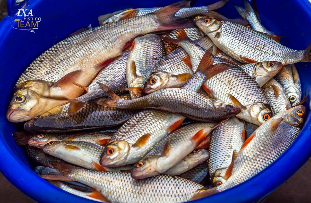 Вобла: что мы знаем о жизни вкусной рыбки?