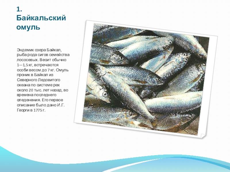 Омуль: внешний вид, фото, особенности, интересные факты, среда обитания