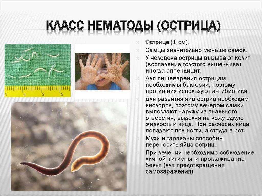 Круглыми червями являются. Круглые черви нематоды паразиты. Класс круглые черви Тип острицы. Круглые черви паразитические Острица.