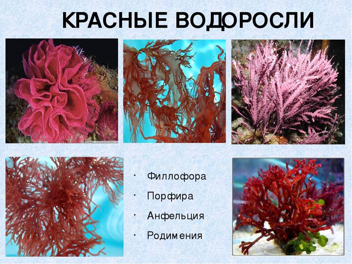 5 примеров водорослей. Порфира Филлофора. Красные водоросли порфира Филлофора. Красные водоросли багрянки представители. Порфира и родимения.