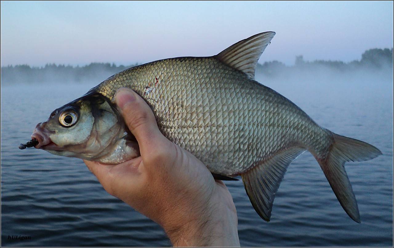 Какие виды рыб обитают в азовском море – названия, фото и характеристика