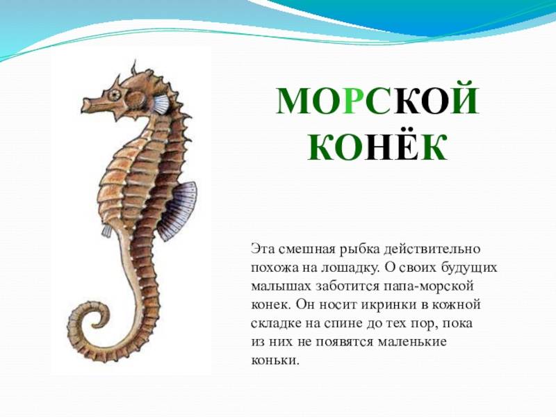 Содержание морских коньков в аквариуме