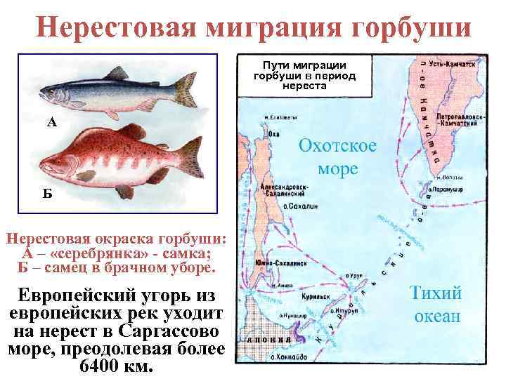 Рыба семга в россии: речная или морская ?