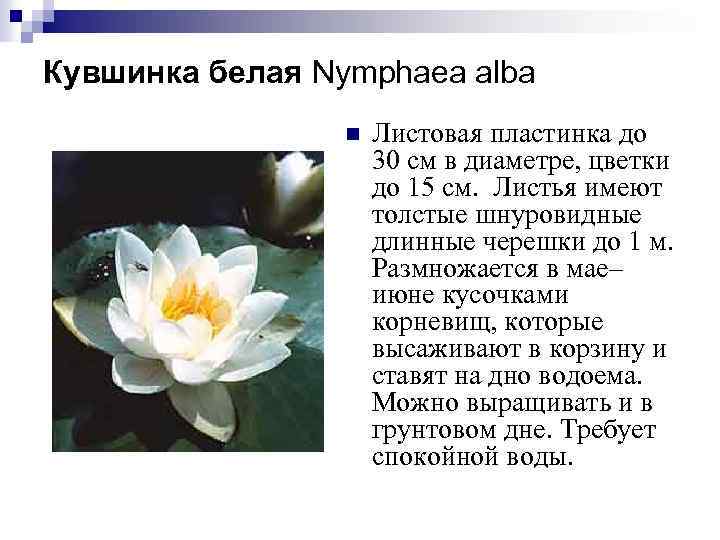 Кувшинка белая — описание растения, фото, применение в медицине и кулинарии