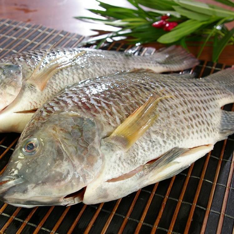 Рыба тилапия: описание и фото, места обитания, нерест, способы ловли, пищевая ценность