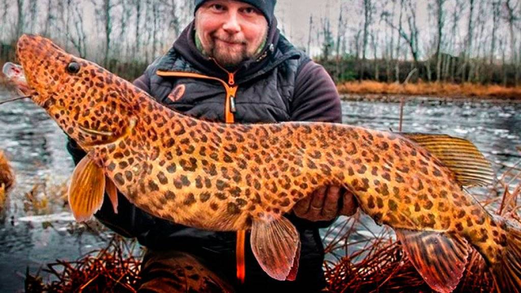 Какая самая крупная щука в мире была поймана