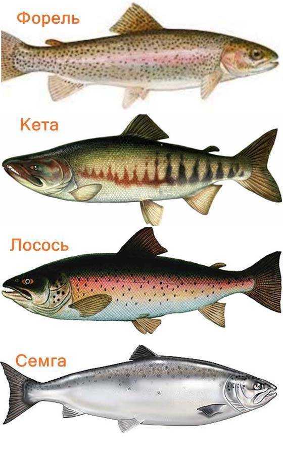 Лосось и семга — чем отличаются эти рыбы? | в чем разница