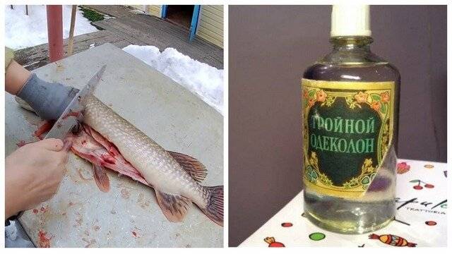 Болеет ли щука описторхозом