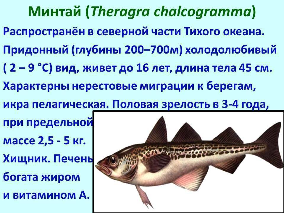 Рыбы черного моря: какие обитают, виды, чем питаются, список и описание