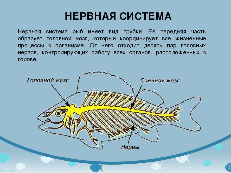 Где расположены органы вкуса у рыб: детальный разбор