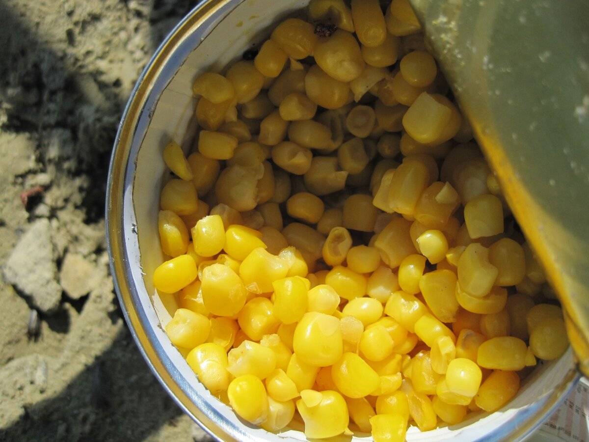Ферментированная кукуруза для рыбалки приготовление