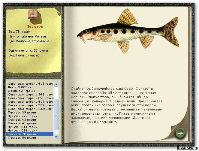 Как поймать пескаря в игре реальная рыбалка карасевый пруд?