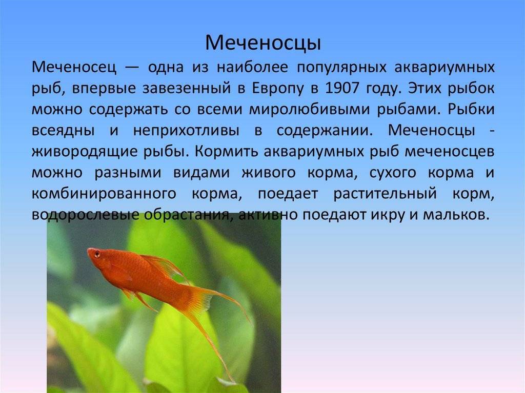 Меченосец рыбка: виды (черный, берлинский, флаговый, кои, красный, вильчатый, рубин, тигровый, кубинскый), размножение, содержание и уход, разведение, мальки, самец и самка, совместимость, болезни, сколько живут, фото, видео