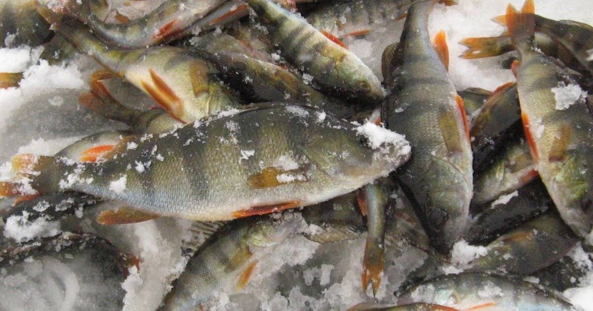 Как ловить окуня зимой — самые уловистые снасти и приманки для ловли окуня зимой — рыбалка отдых для души