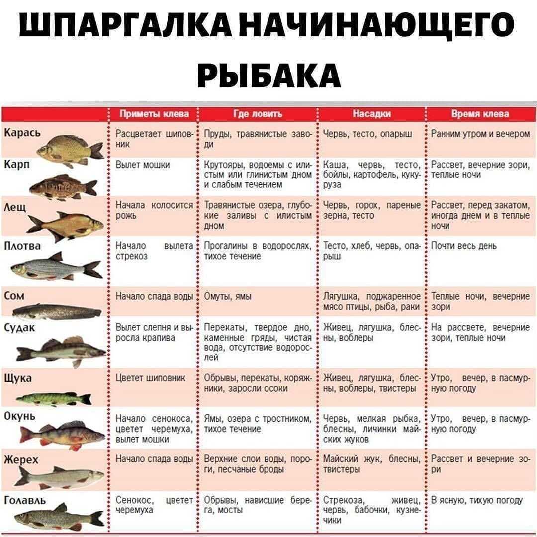 Правила лова рыбы