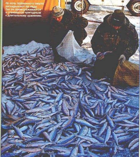 Подробное описание рыбы сиг и способов его ловли