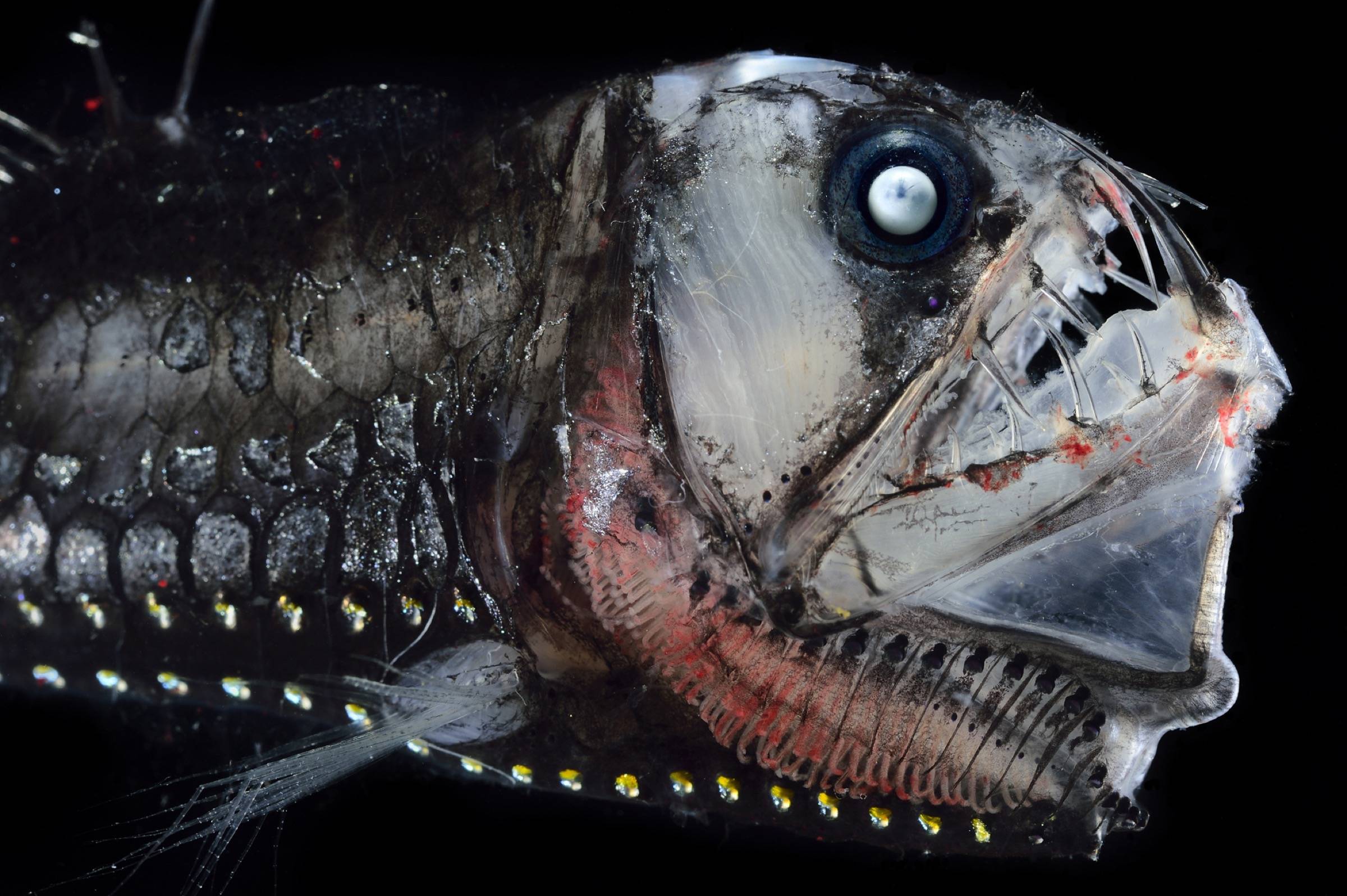 Глубоководные рыбы океанов. Тихоокеанский хаулиод. Хаулиод (рыба-гадюка). Хаулиод обыкновенный. Глубоководные рыбы Марианской впадины.