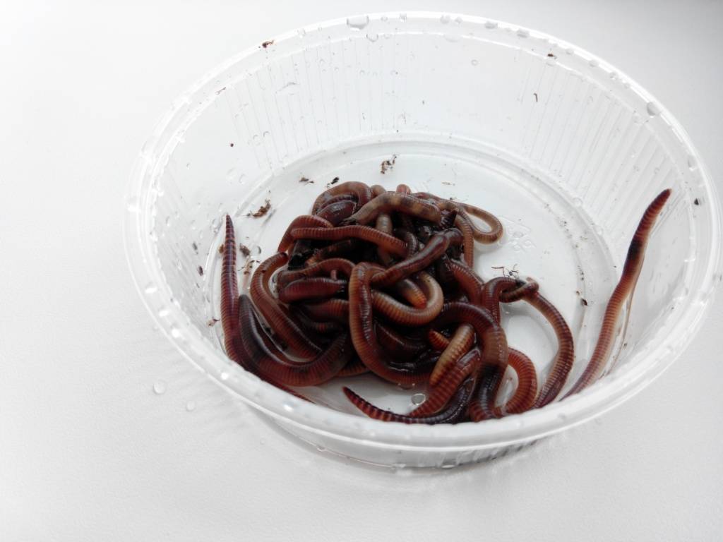 Где накопать червей для рыбалки: красный червь и его разновидности