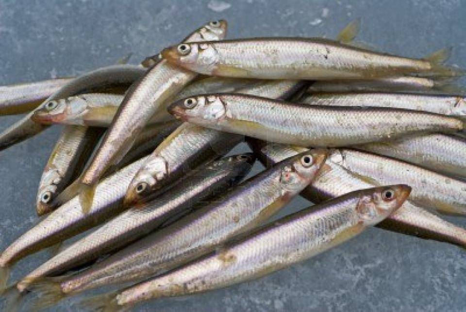 Рыба снеток (корюшка): краткое описание, особенности и рецепты