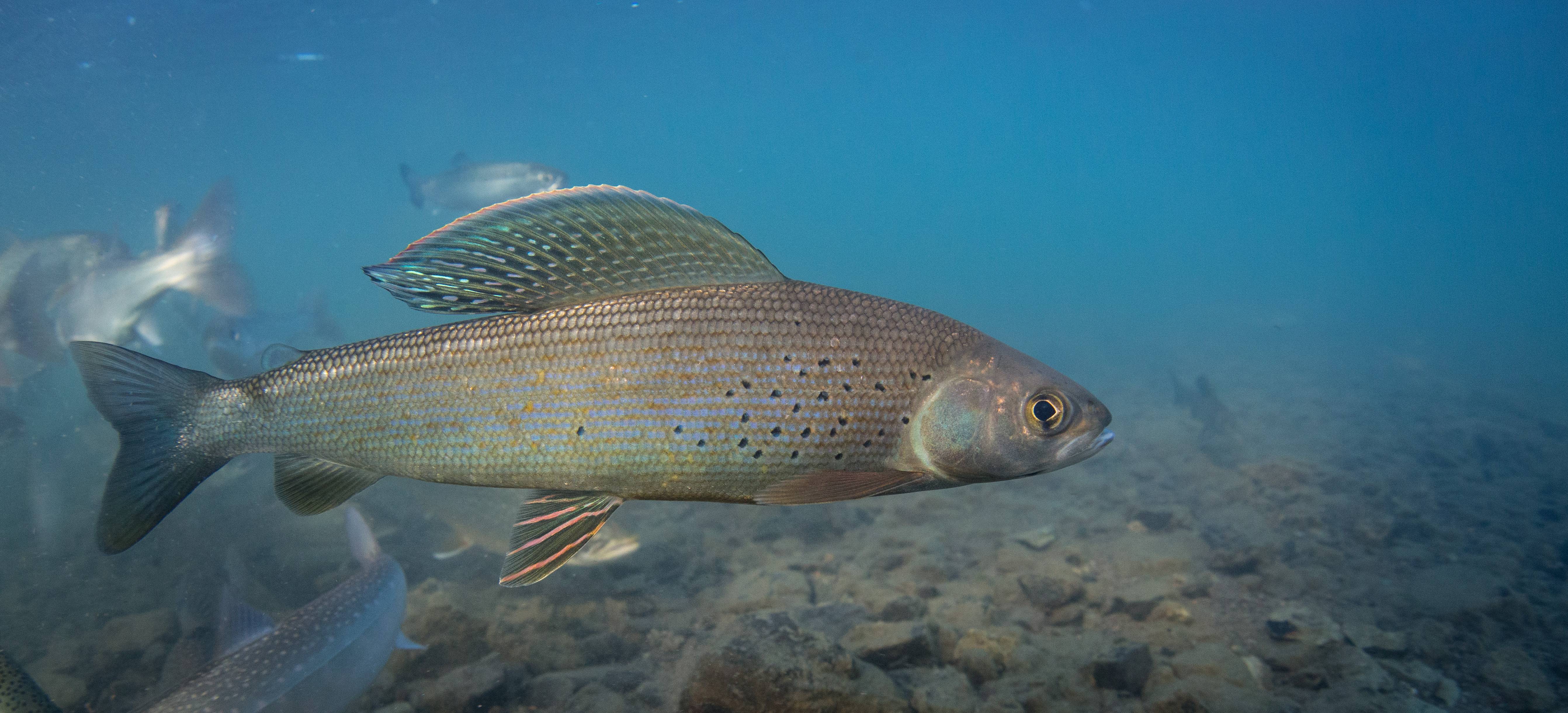 Фото ловли рыбы хариус: рабалка на хариуса на малых реках