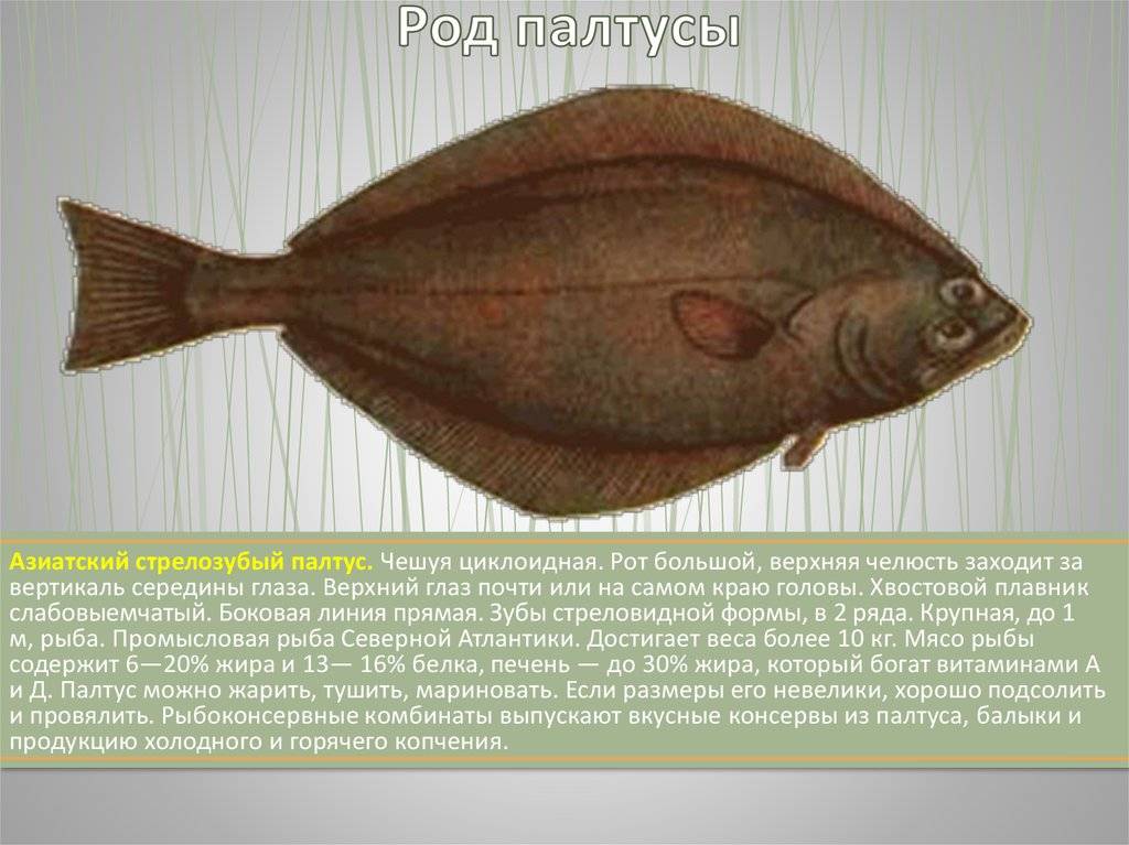 Рыба палтус — фото и описание, особенности ловли, места обитания
