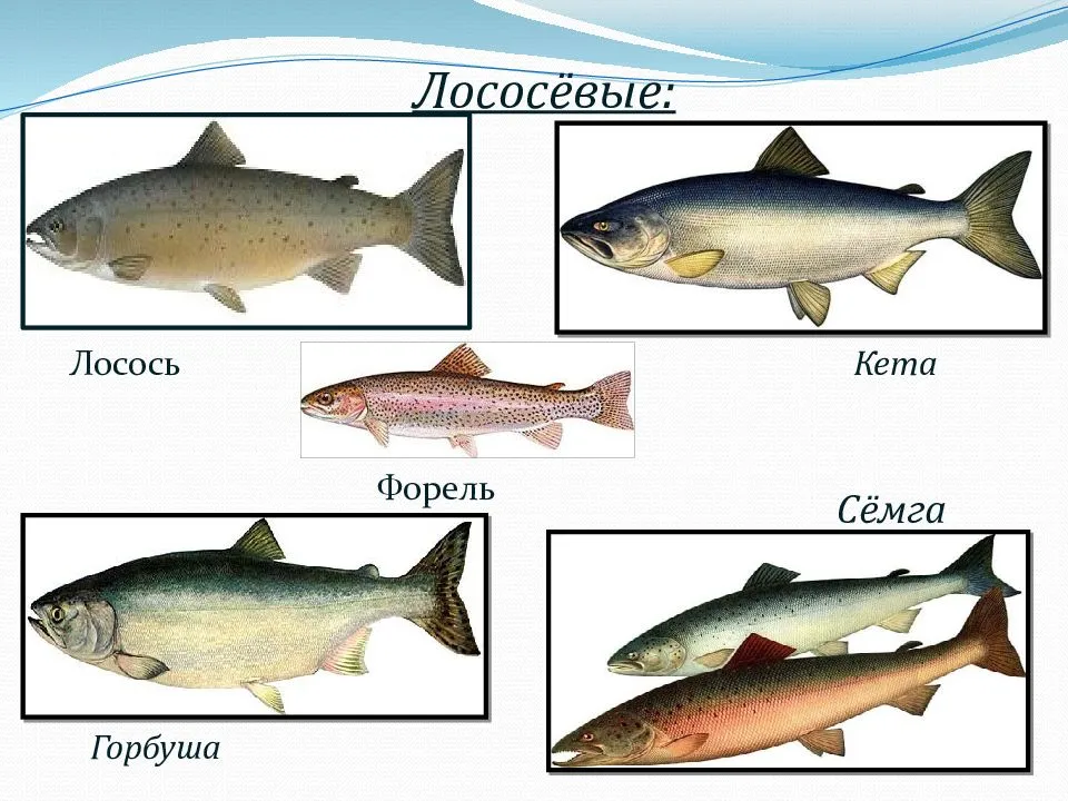 Чем отличается семга от форели: особенности и отличия