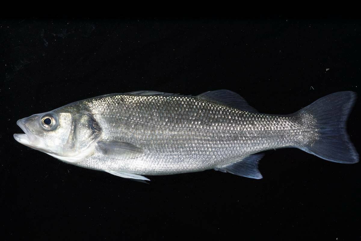 Рыба сибас (лаврак обыкновенный): описание, места обитания и способы ловли