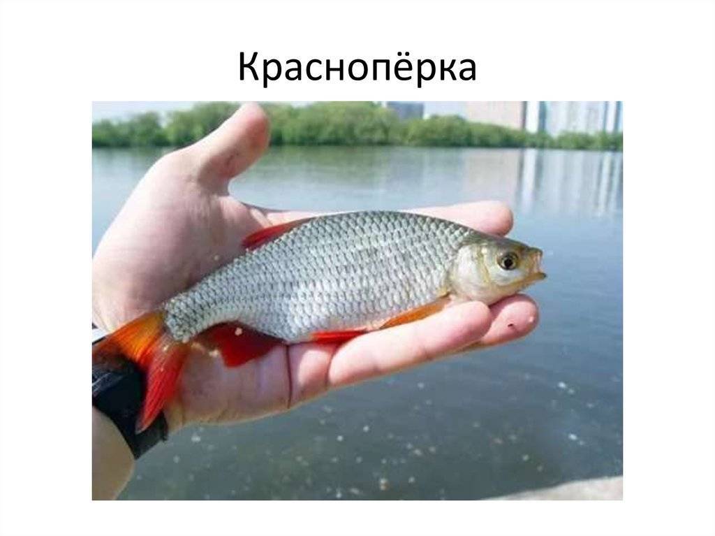 Плотва рыба с фото и описанием