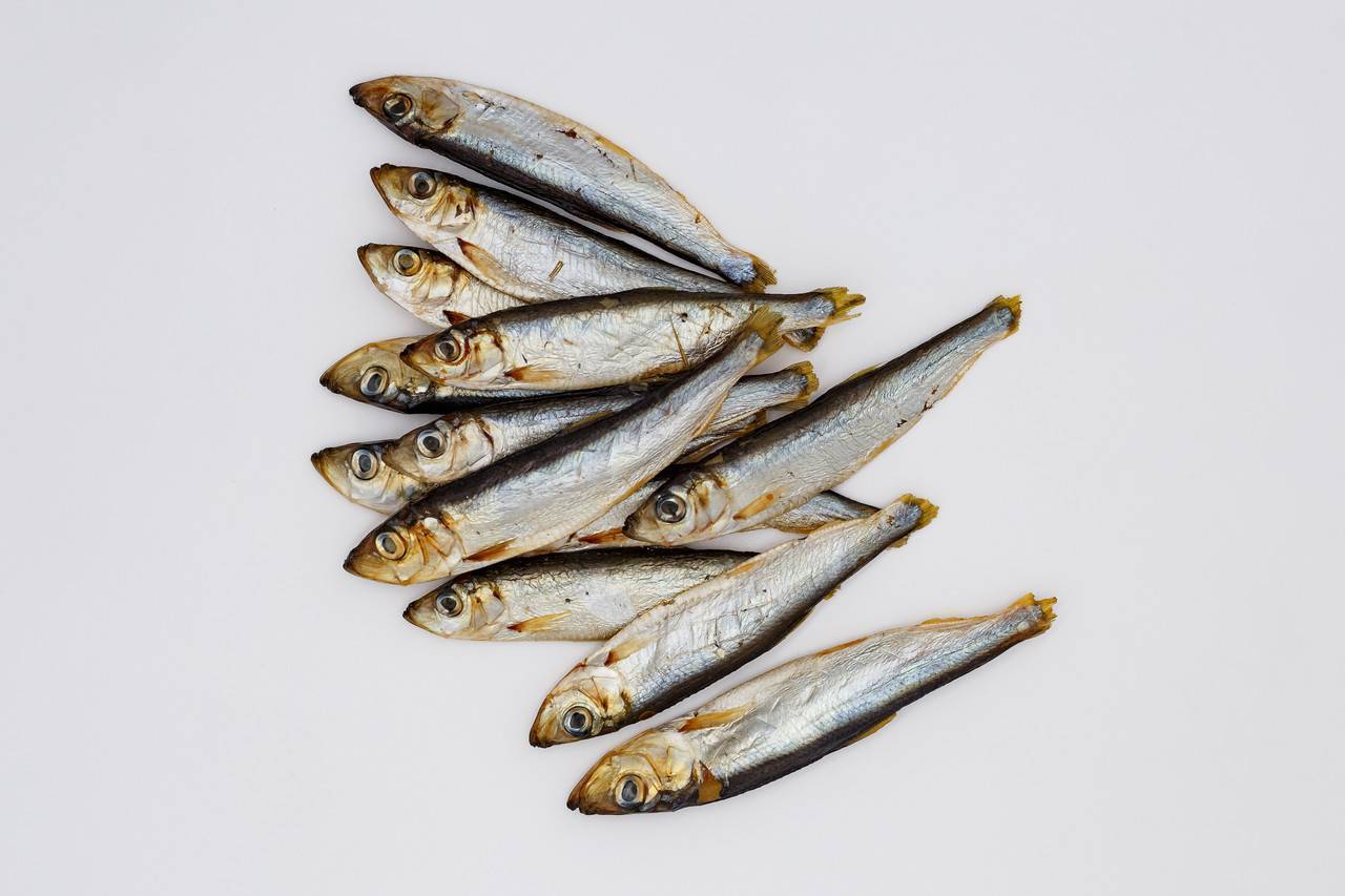 Рыба салака: полезные свойства и противопоказания для здоровья