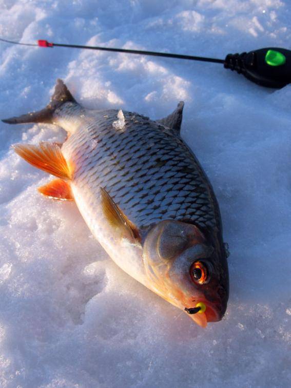 Ловля плотвы на мормышку зимой — увлекательное занятие для рыболовов