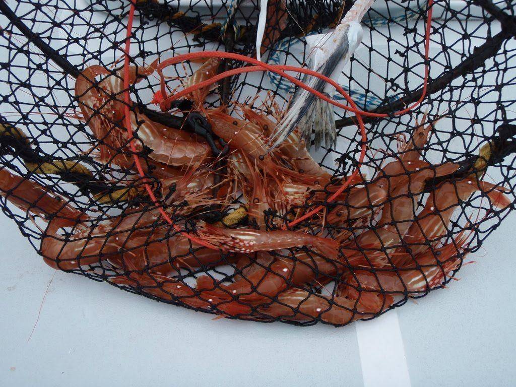 Креветки как наживка для морской рыбалки: описание, добыча, хранение и способы насадки на крючок