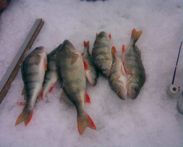 15 лучших уловистых безмотылкок на окуня для зимней рыбалки, безмотылка своими руками за 7 минут