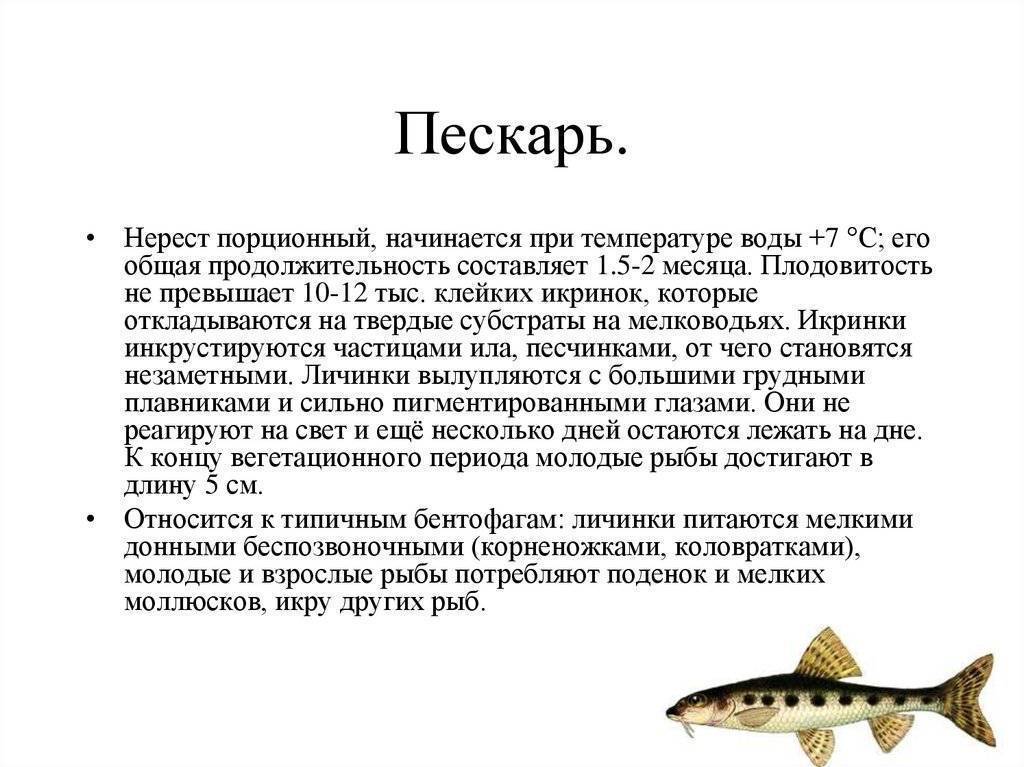 Пескарь — описание и образ жизни, где и чем ловить