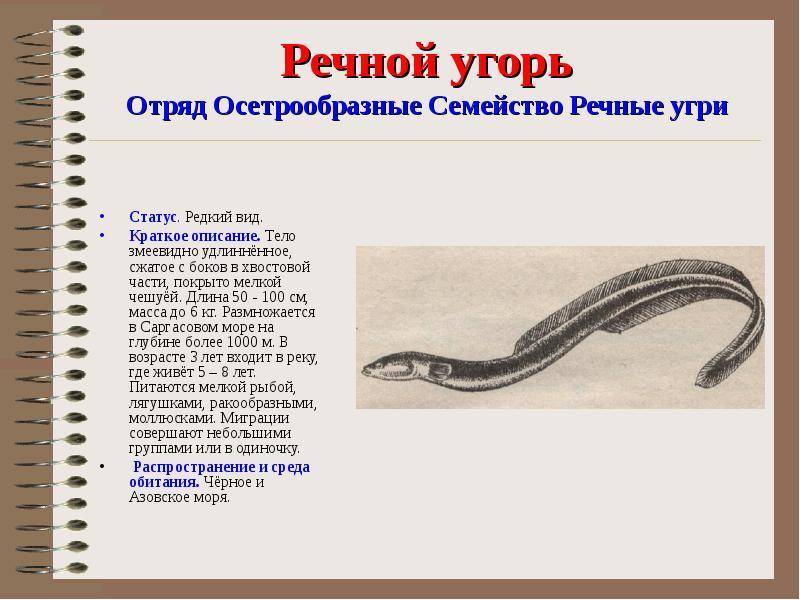 Рыба ???? угорь: фото и описание ????. как выглядит речной и морской угорь, чем питается и где водится