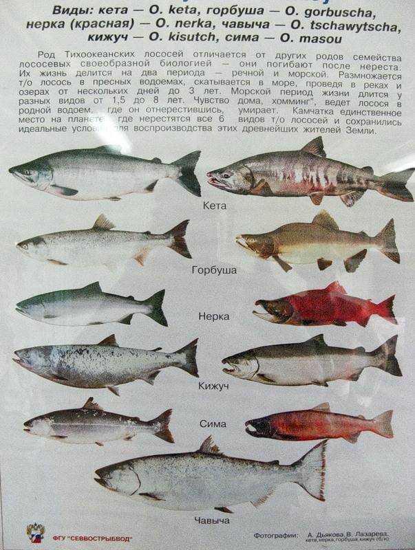 Красная рыба: список с фото и названиями, особенности, где обитают